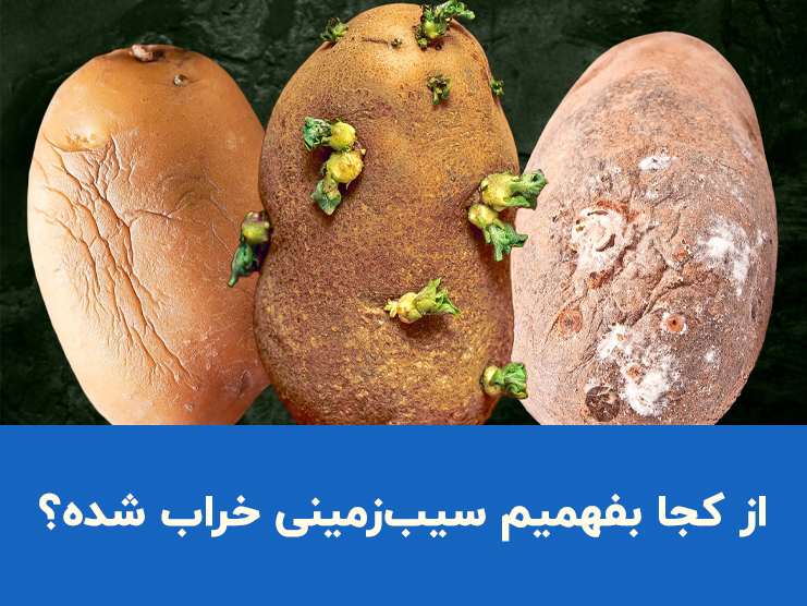 از کجا بفهمیم سیب زمینی خراب شده؟ ۴ نشانه مهم سیب زمینی فاسد