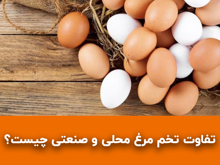 تفاوت تخم مرغ محلی و صنعتی چیست؟ کدام سالم‌تر و مقوی‌تر است؟