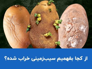 از کجا بفهمیم سیب زمینی خراب شده؟ ۴ نشانه مهم سیب زمینی فاسد