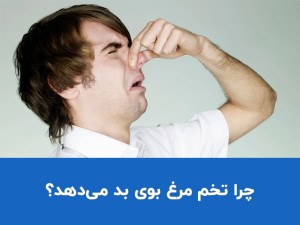 چرا تخم مرغ بوی بد می‌دهد؟ علت بوی زهم تخم مرغ و راه‌های از بین بردن آن
