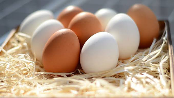 تفاوت تخم مرغ محلی و صنعتی