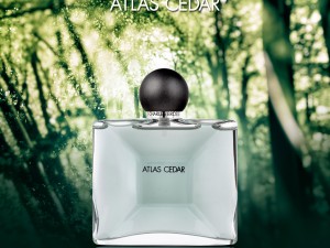 عطر و ادکلن مردانه اطلس سدار برند ژان چارلز بروسو  (  JEAN CHARLES BROSSEAU  -    ATLAS CEDAR   )