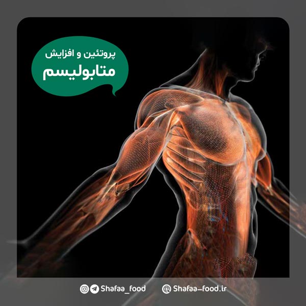 تاثیر مصرف پروتئین در افزایش متابولیسم بدن