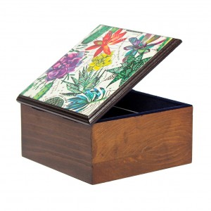 باکس کوچک کاکتوس