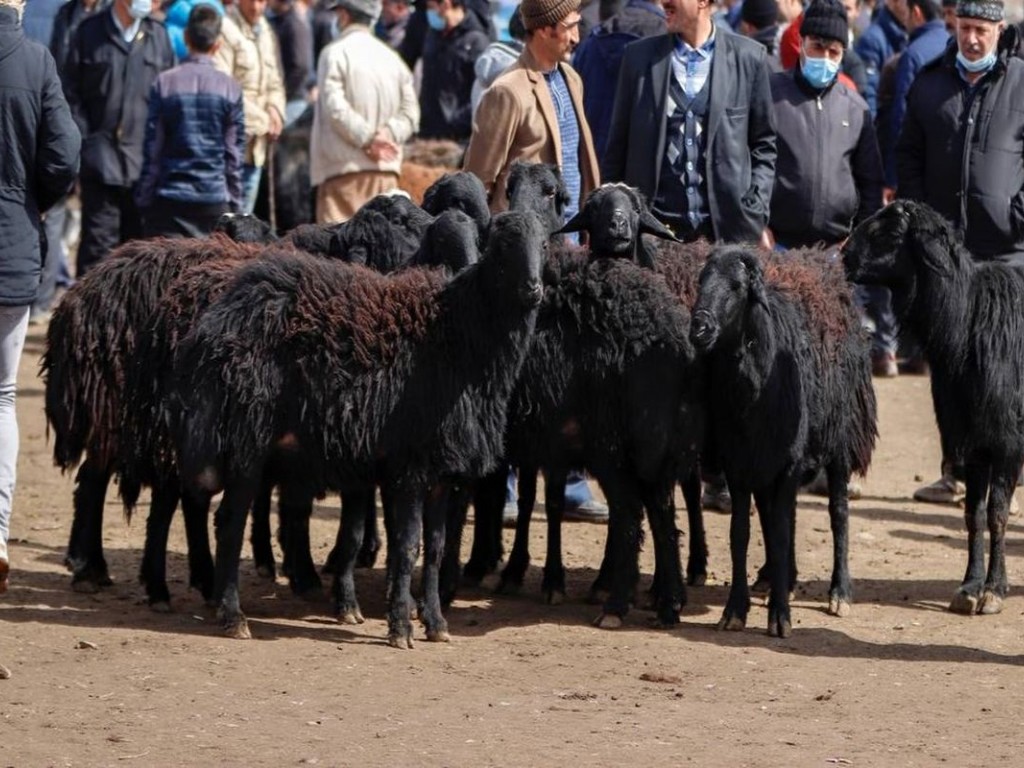 بره زنده چند کیلو است