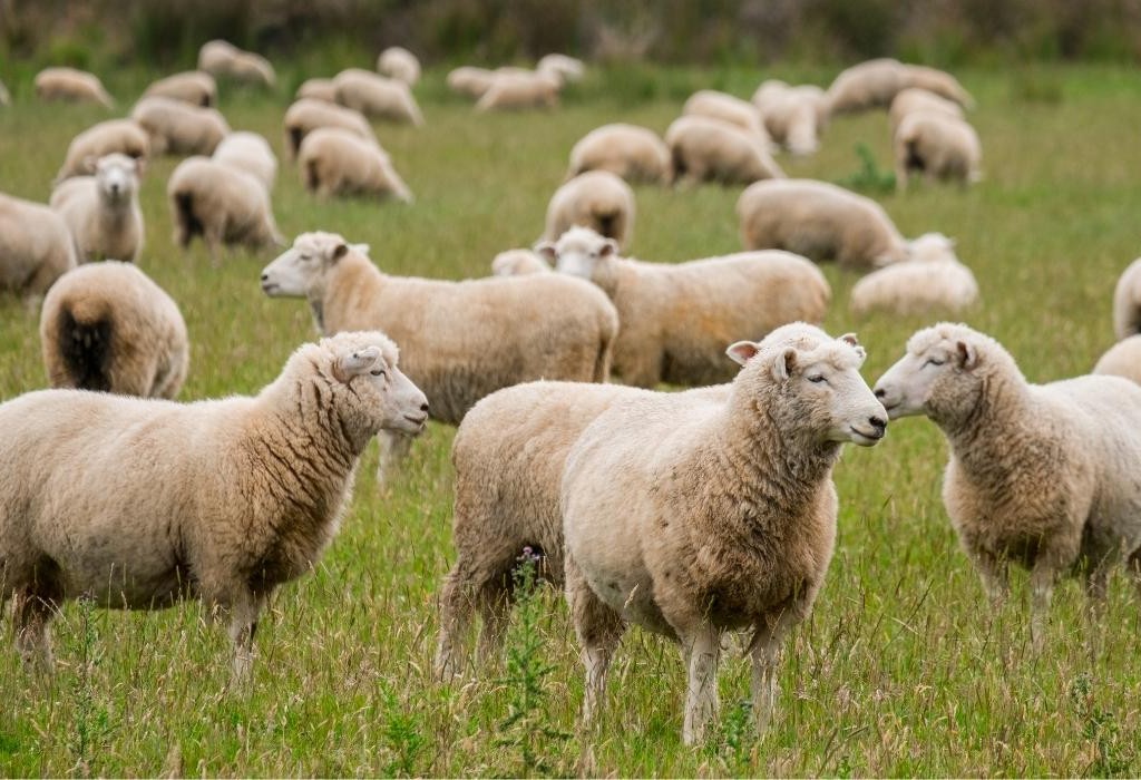 خرید دام زنده در اصفهان