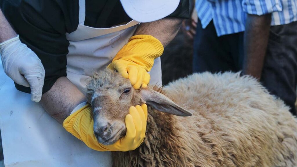 روش صحیح ذبح شرعی دام زنده