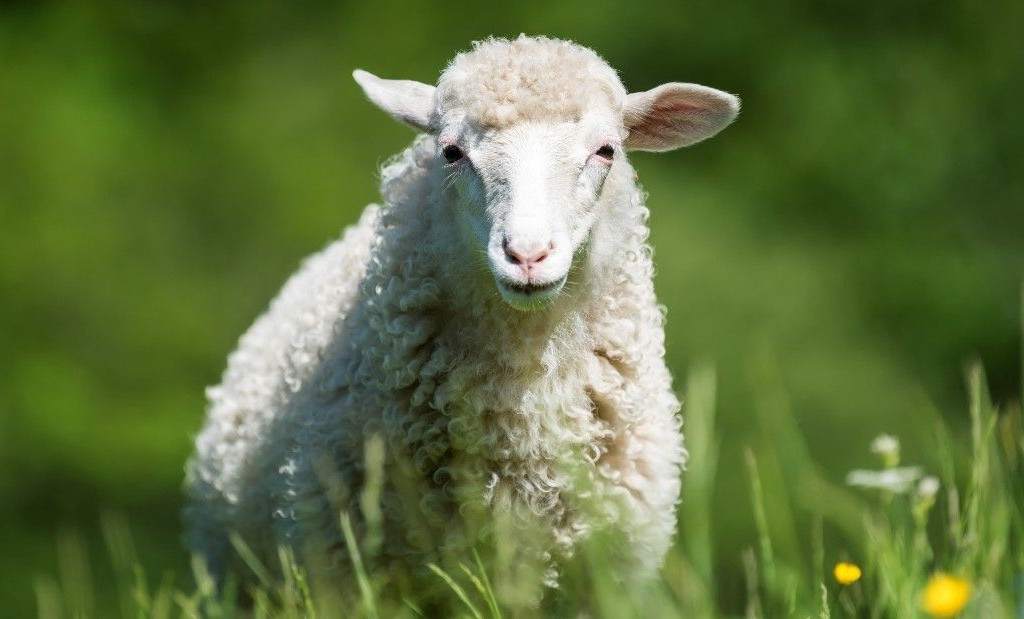 آداب عقیقه برای دختر