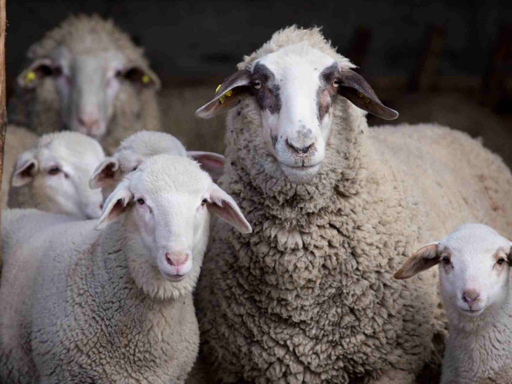 دعای عقیقه برای پسر چگونه خوانده می شود