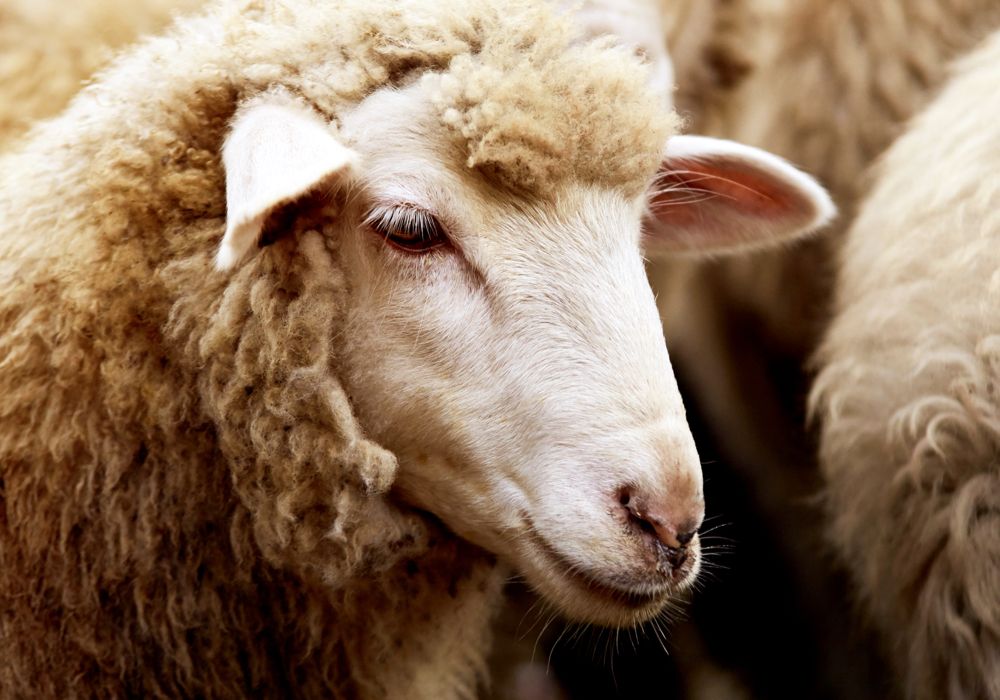 دعای عقیقه برای بزرگسالان چگونه خوانده می شود