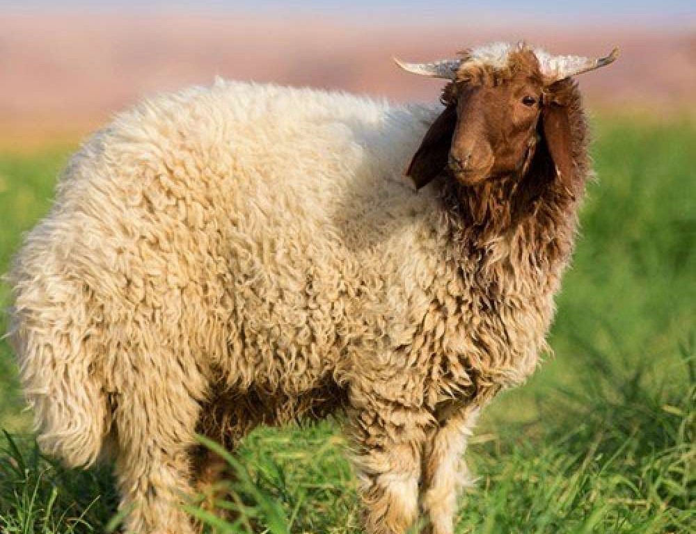 دعای عقیقه برای مرده چگونه خوانده می شود