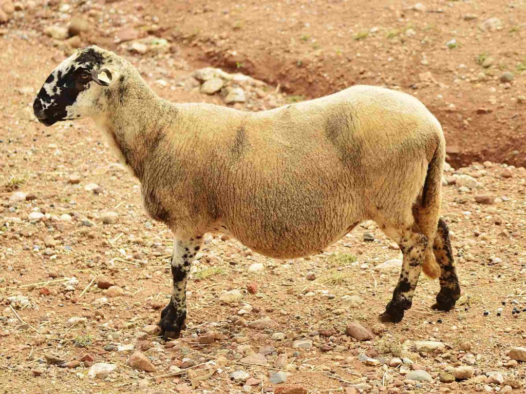 معرفی نژاد گوسفند بلوچی