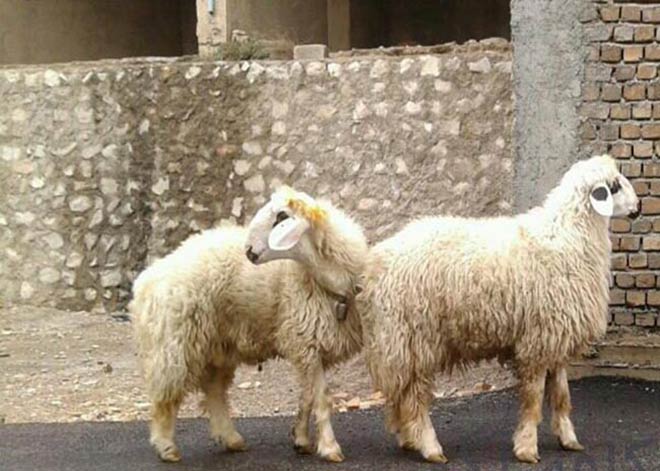 معرفی نژاد گوسفند فراهانی