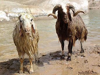 معرفی نژاد گوسفند قشقایی