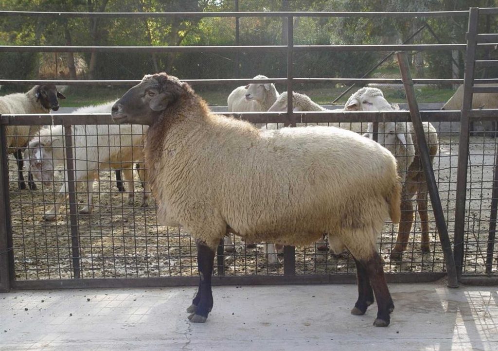 معرفی نژاد گوسفند زل