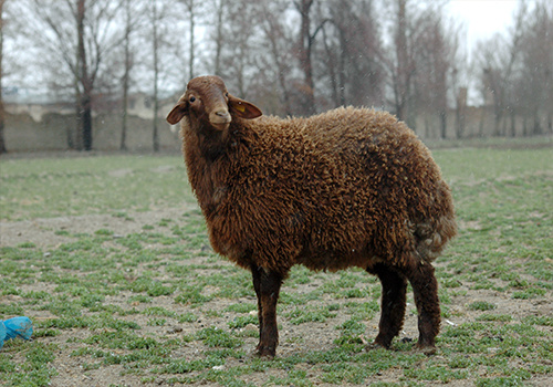 معرفی نژاد گوسفند زندی