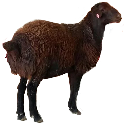 معرفی نژاد گوسفند قزل