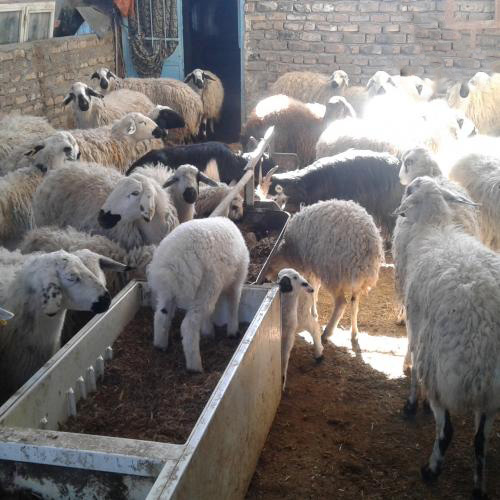 معرفی نژاد گوسفند کلکوئی