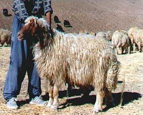 معرفی نژاد گوسفند لری