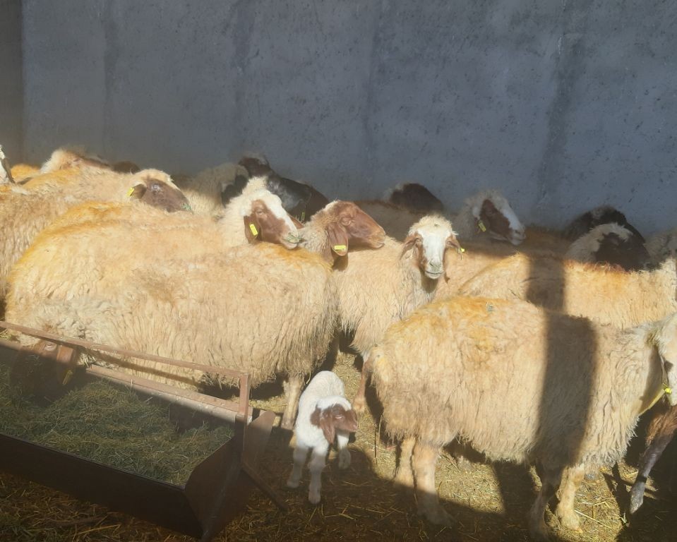 معرفی نژاد گوسفند کردی