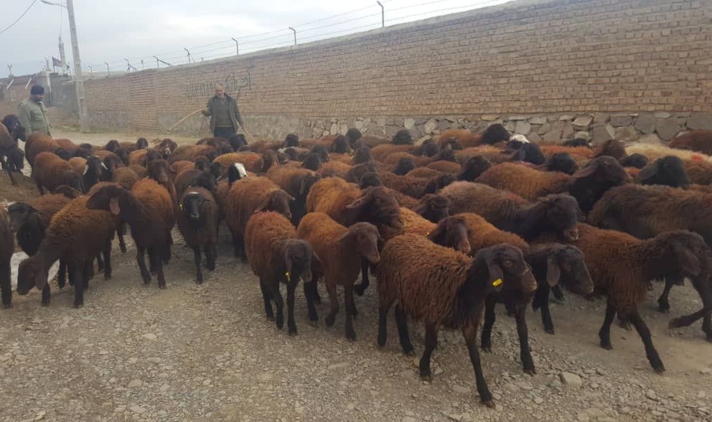 معرفی نژاد گوسفند افشاری