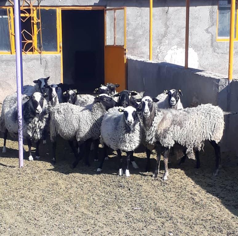بهترین نژاد گوسفندان چند قلوزا در ایران
