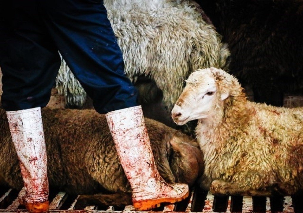 گوسفند خیرات و نذورات | گوشت خیرات و نذروات