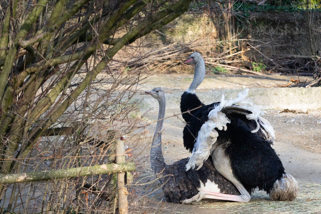 جفتگیری شتر مرغ به چه صورت است