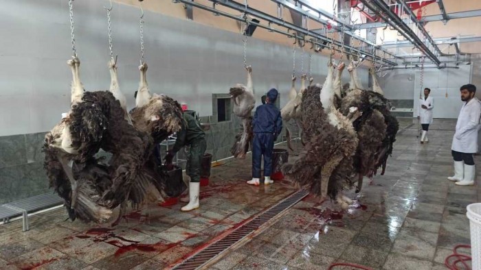 کشتارگاه شترمرغ در اصفهان کجاست