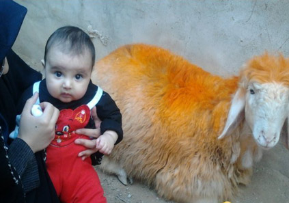 گوسفند عقیقه برای پسر | شرایط، آداب و احکام