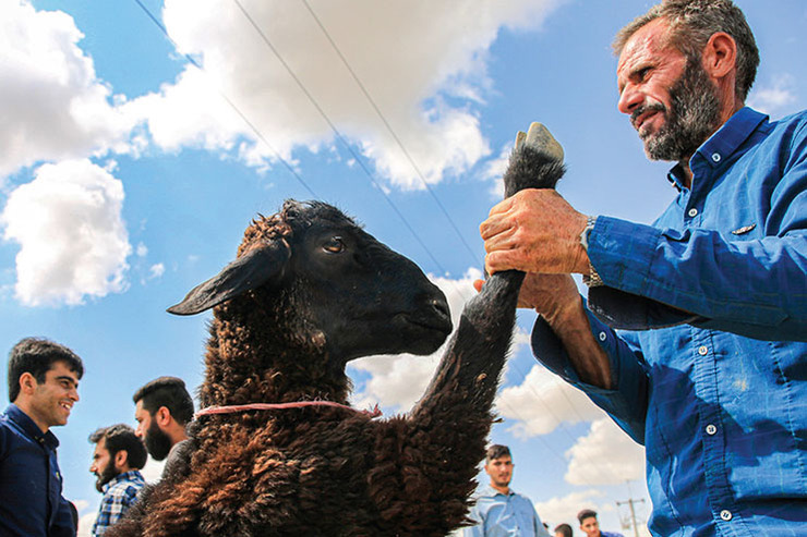 گوسفند عقیقه در اصفهان