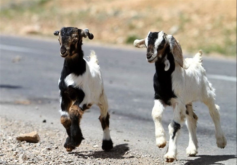 فروش گوشت بز (بزغاله) در اصفهان