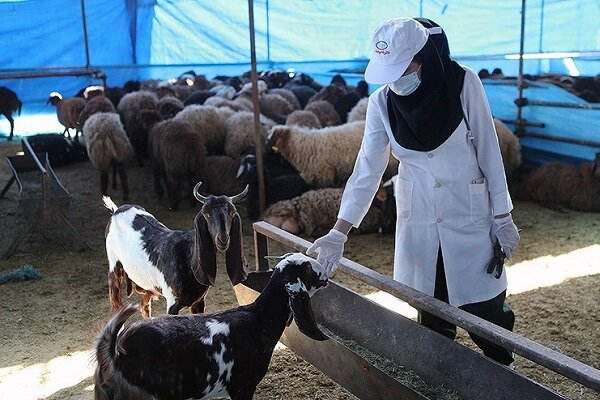 عرضه و پخش و فروش گوشت تاسوعا و عاشورا