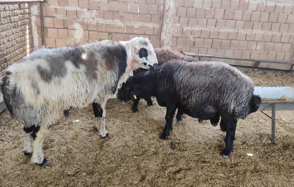 گوسفند عقیقه برای مرده | شرایط + آداب + احکام