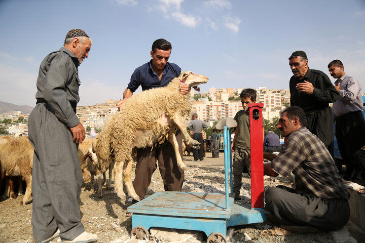 گوسفند عقیقه برای زن | شرایط + اداب + احکام