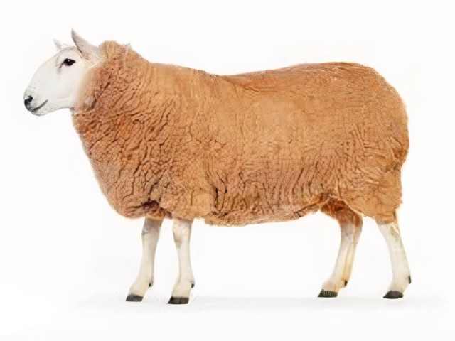 گوسفند زنده 48 کیلویی