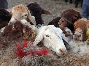 مرکز خرید دام زنده در اصفهان