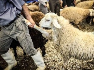 خرید گوسفند برای نذر – فروش گوسفند نذری