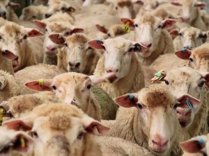 فروش گوسفند زنده برای قربانی