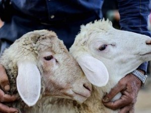 پخش و فروش گوسفند زنده عمده