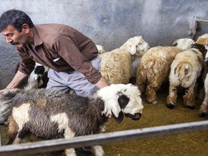 گوسفند زنده با قصاب در اصفهان | قیمت روز