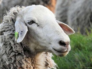 گوسفند زنده چقدر گوشت میده | یک گوسفند چند کیلو گوشت دارد