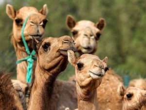 فروش عمده گوشت شتر در اصفهان