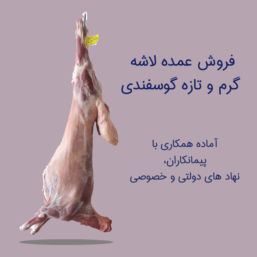 فروش انواع لاشه گوسفندی - بازار گوشت