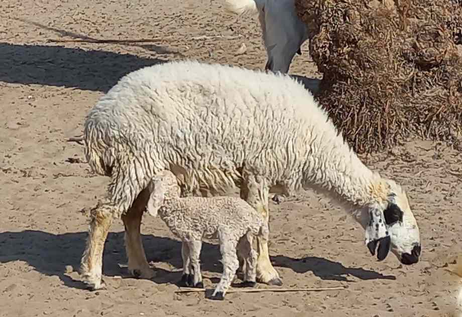 بره نژاد بلوچی - بازار گوشت