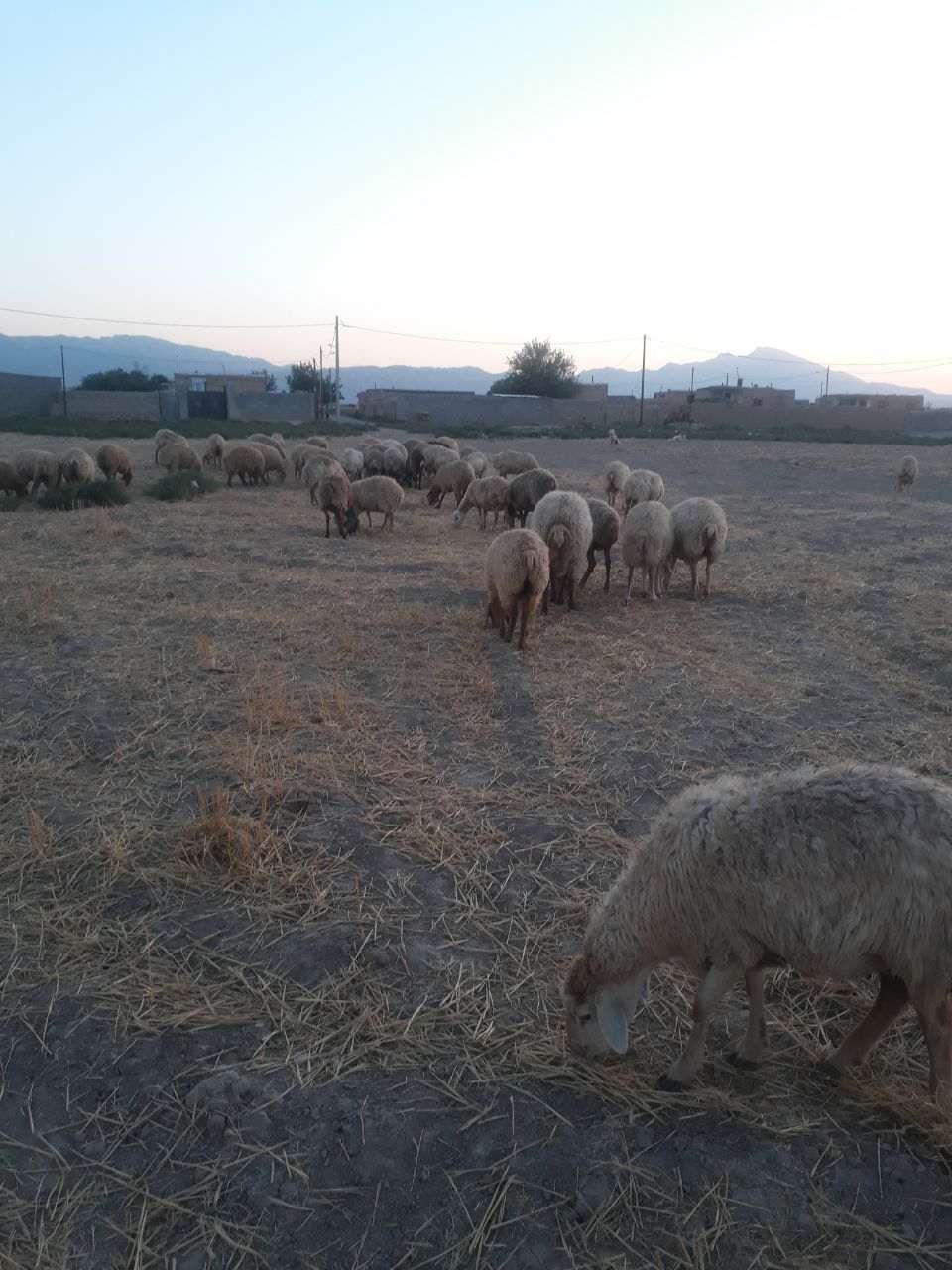 شرایط پروار بره مغانی - بازار گوشت