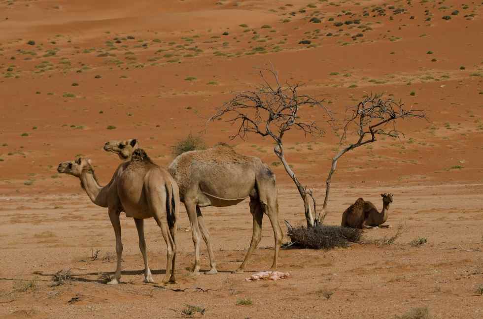 خرید گوشت شتر عمده شهرکرد - بازار گوشت