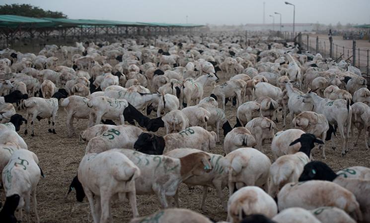 گوشت تاسوعا و عاشورا - بازار گوشت