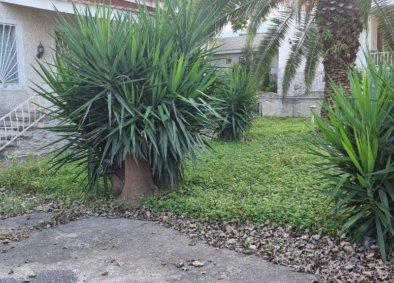 کد1 // فروش  ویلاباغ 600 متری در نوشهر - سیسنگان