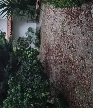 (کد۷۶) ویلا باغ ۷۰۰ متری در شمال - سیسنگان - آویدر